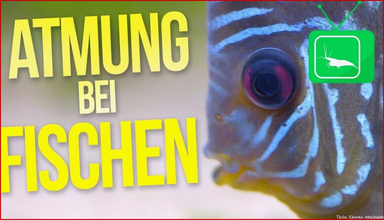 Kuchen Backofen atmung Der Fische