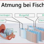 Kuchen Backofen atmung Der Fische