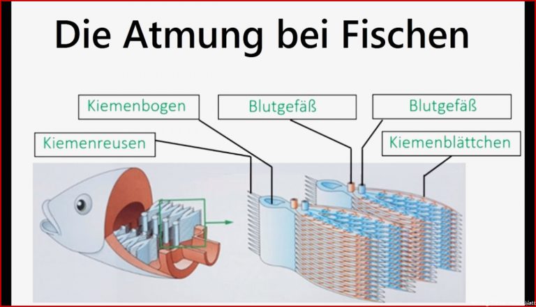 Kuchen Backofen atmung Der Fische