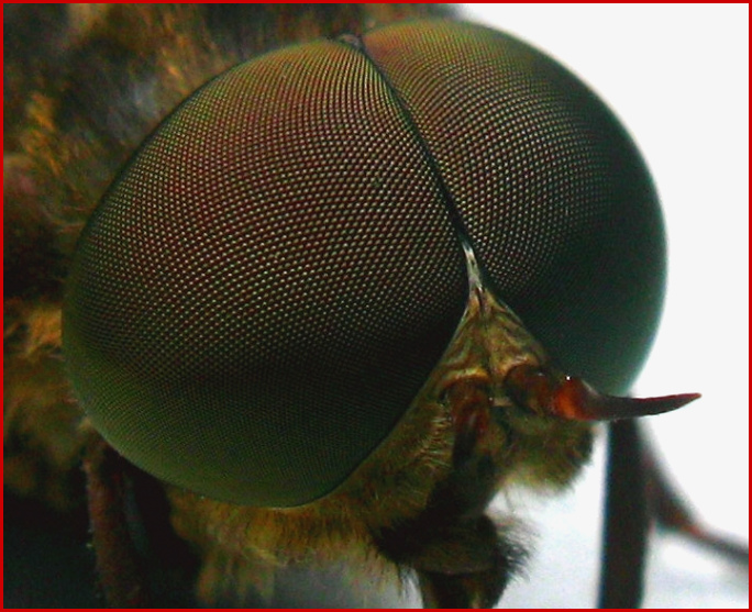 Kurs Insekten