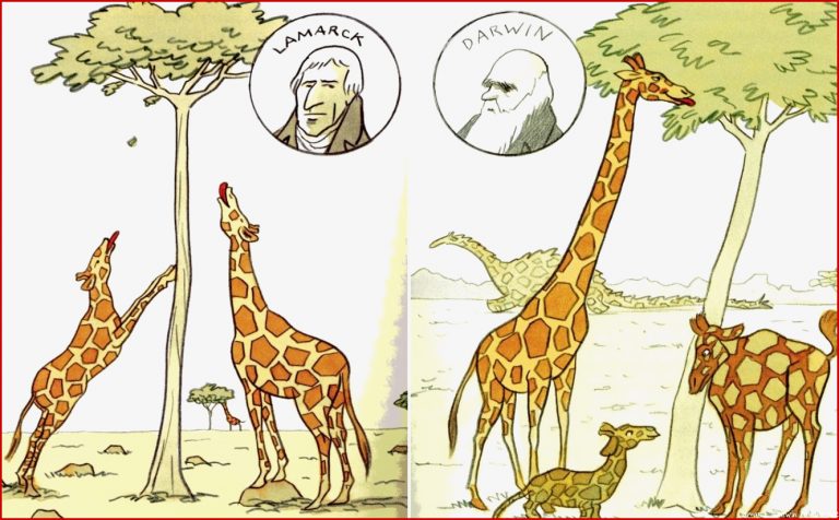 Lamarck and Darwin