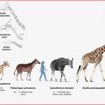 Lamarck Darwin Y La Jirafa — Shorthand social