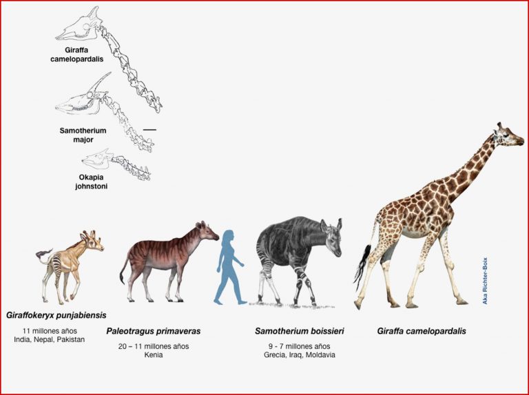 Lamarck Darwin y la jirafa — Shorthand Social