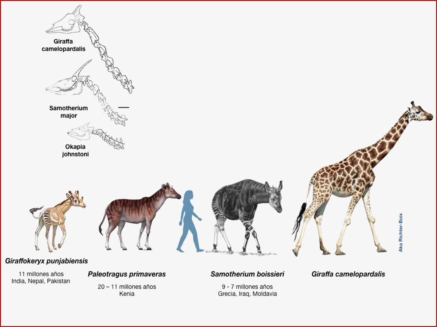 Lamarck Darwin Y La Jirafa — Shorthand social