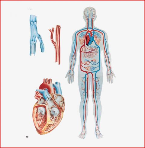 L’aorte Santé Tn