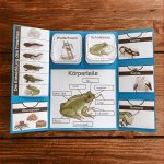 Lapbook Zum Frosch – Unterrichtsmaterial Im Fach