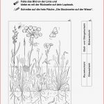 Lapbooks Wald Und Wiese 1 4 Klasse