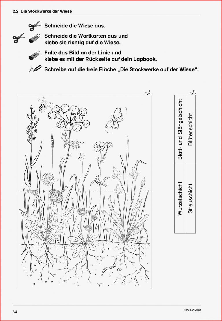 Lapbooks Wald Und Wiese 1 4 Klasse