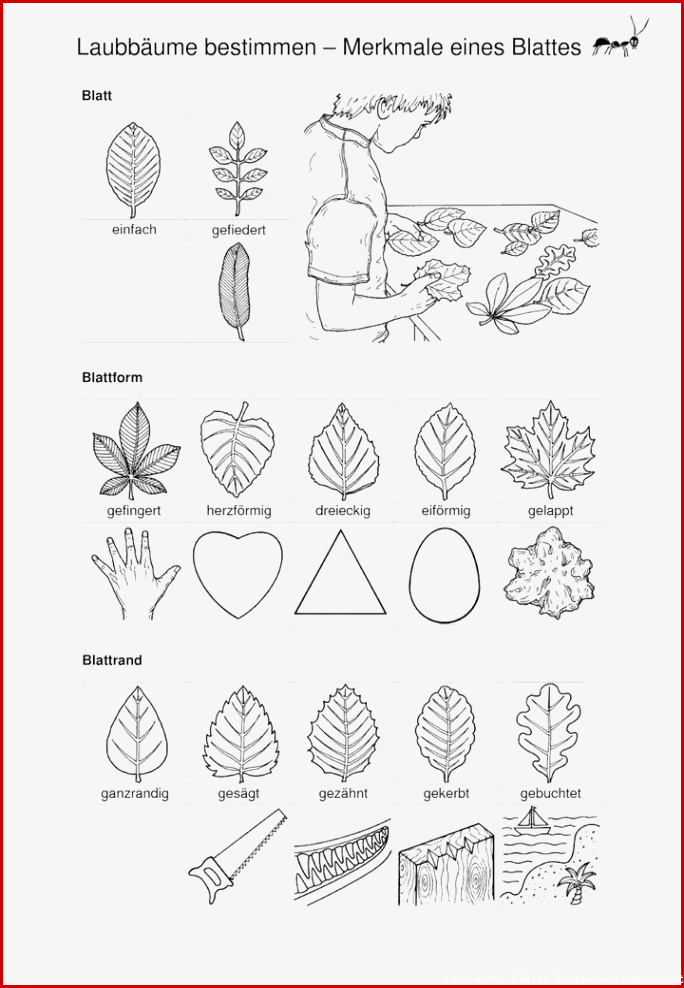 Laubbäume bestimmen Eigenschaften eines Blattes