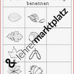 Laubbäume Grundschule Arbeitsblätter Worksheets