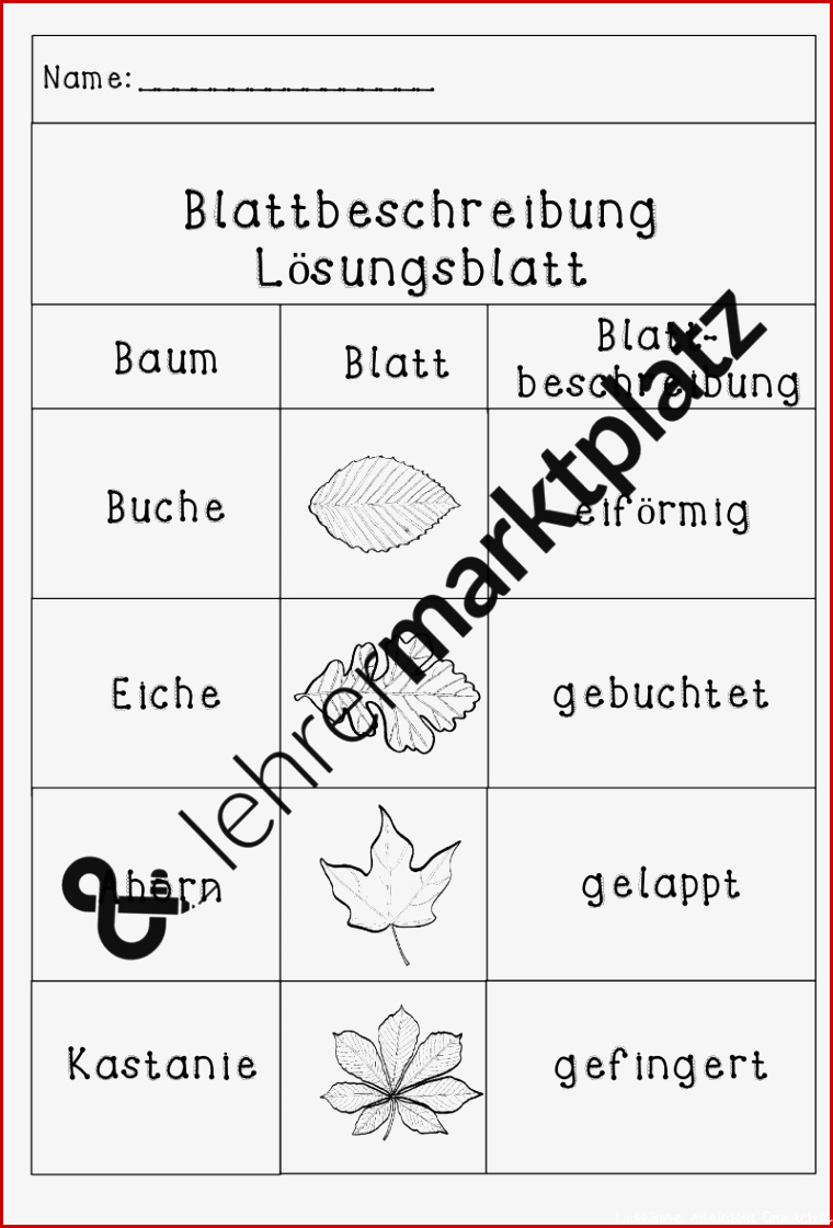 Laubbäume kennenlernen Arbeitsblätter Flashcards