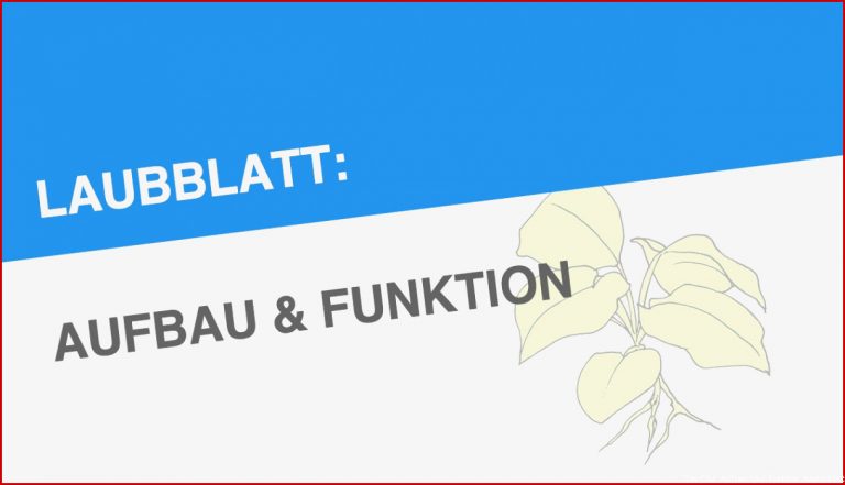 Laubblatt Aufbau & Funktion Biologie