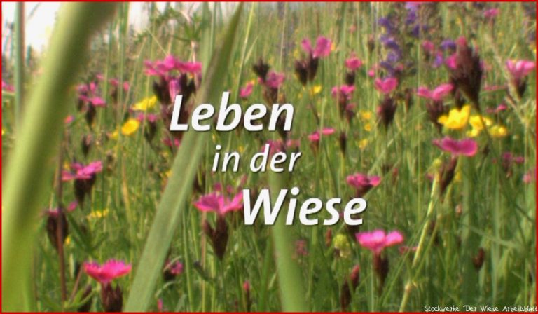 Leben in der Wiese – e online – Planet Schule