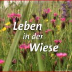 Leben In Der Wiese – E Online – Planet Schule