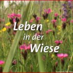 Leben In Der Wiese – E Online – Planet Schule