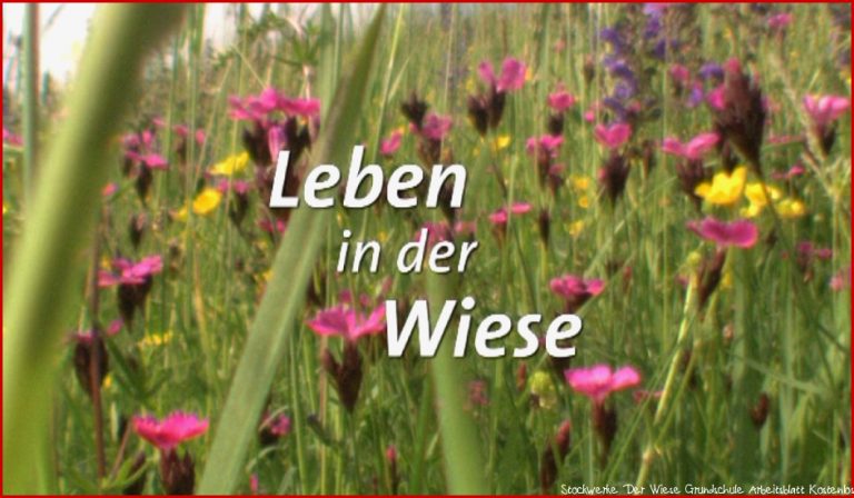 Leben In Der Wiese – E Online – Planet Schule