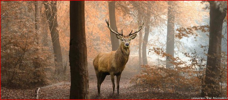 Lebensraum Wald