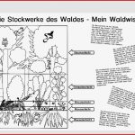 Lebensraum Wald Stockwerke Archive Blog