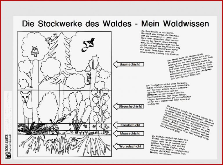 Lebensraum Wald Stockwerke Archive Blog