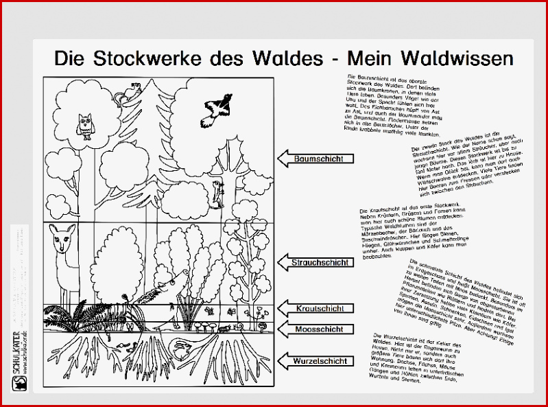 Lebensraum Wald Stockwerke Archive Blog