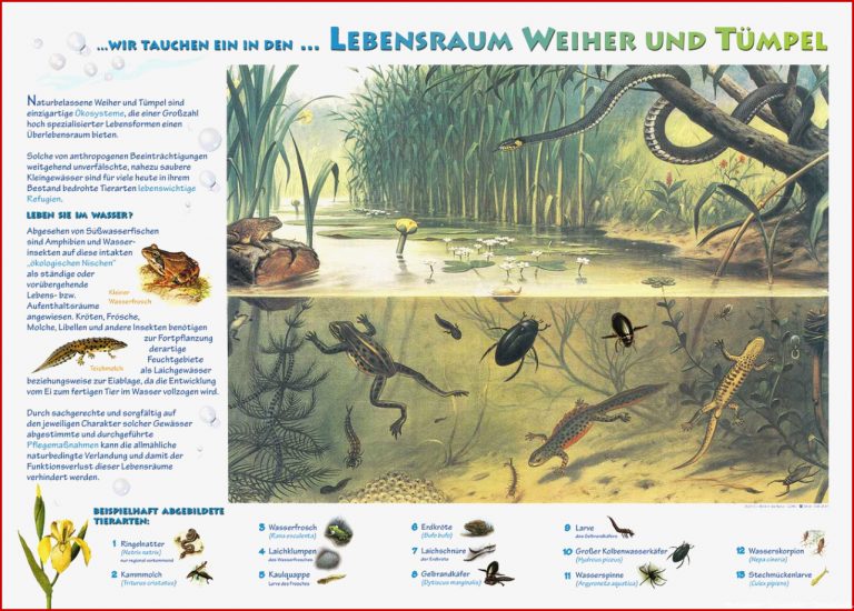 Lebensraum Weiher Und Tümpel