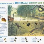 Lebensraum Weiher Und Tümpel