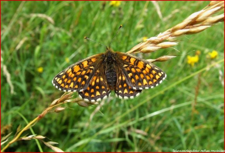 Lebensraum Wiese