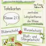 Lebensraum Wiese Grundschule Arbeitsblätter Worksheets