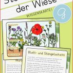 Lebensraum Wiese Grundschule Arbeitsblätter Worksheets