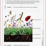 Lebensraum Wiese Grundschule Arbeitsblätter Worksheets