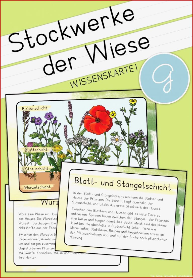 Lebensraum Wiese Grundschule Arbeitsblätter Worksheets