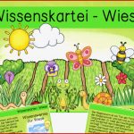 Lebensraum Wiese Grundschule Arbeitsblätter Worksheets