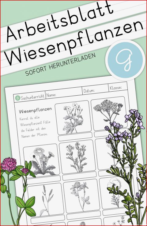 Die Wiese Grundschule Arbeitsblätter: 7 Ideen (2022 Update