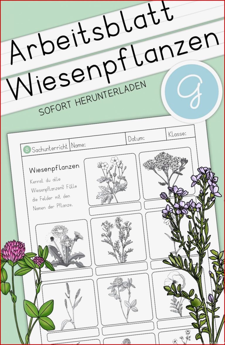 Lebensraum Wiese Grundschule Arbeitsblätter Worksheets