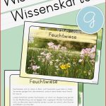 Lebensraum Wiese Grundschule Arbeitsblätter Worksheets