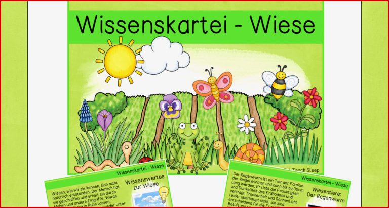 Lebensraum Wiese Grundschule Arbeitsblätter Worksheets
