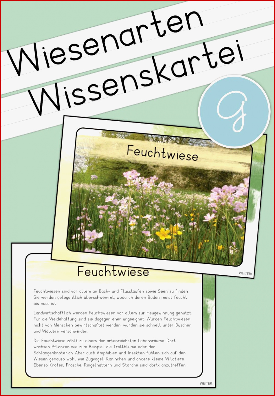 Lebensraum Wiese Grundschule Arbeitsblätter Worksheets