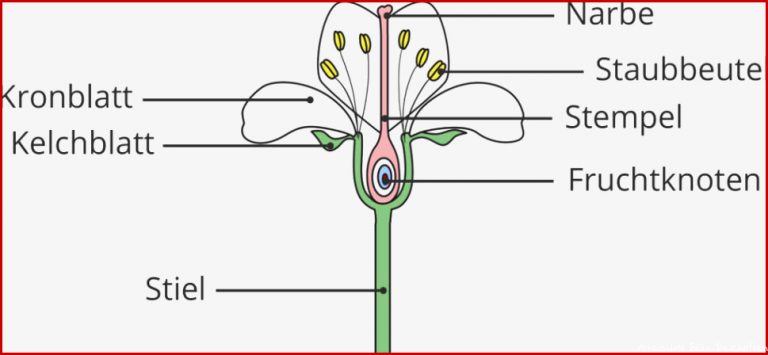 Lebensweise Und Bedeutung Von Samenpflanzen Online Lernen
