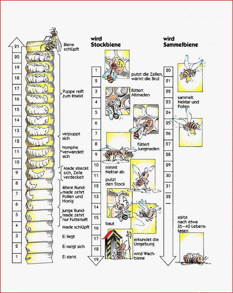 Lebenszyklus Der Bienen – Imkerei Hollibienen