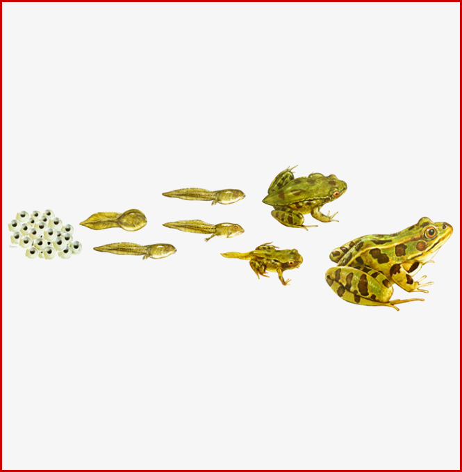 Lebenszyklus des Frosches Vom Laich zum fertigen Frosch