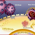 Lebenszyklus Hi-virus â Multimedia â Planet Schule