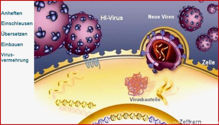 Lebenszyklus HI-Virus â Multimedia â Planet Schule