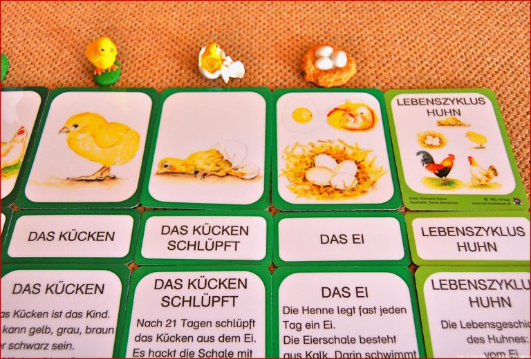 Lebenszyklus Huhn Lernmaterial Shop BEL Montessori