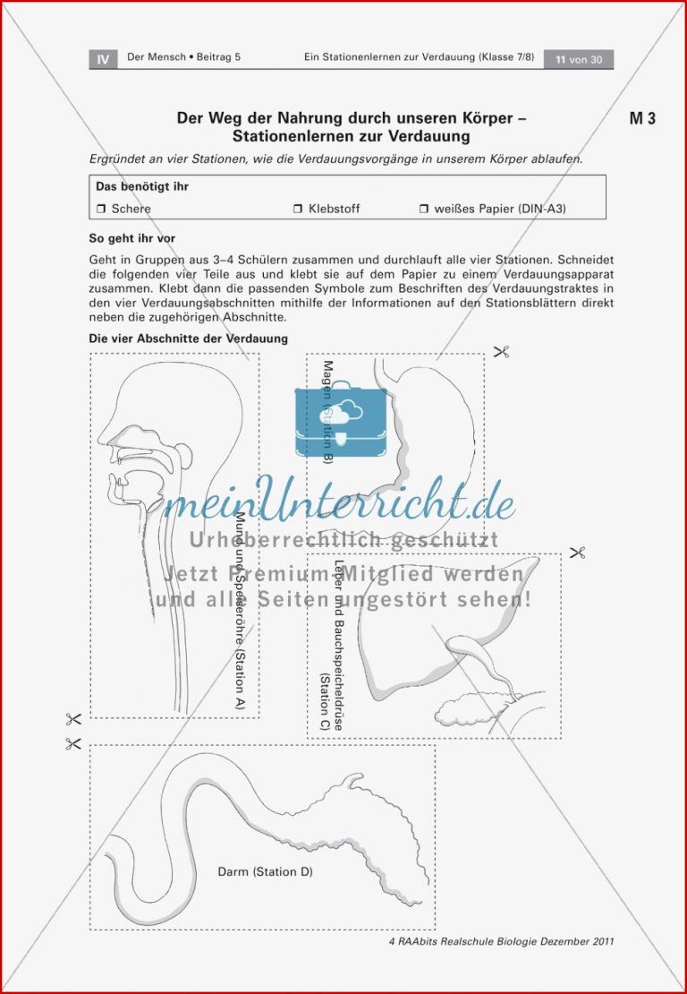 Leber und Bauchspeicheldrüse Text Versuch meinUnterricht