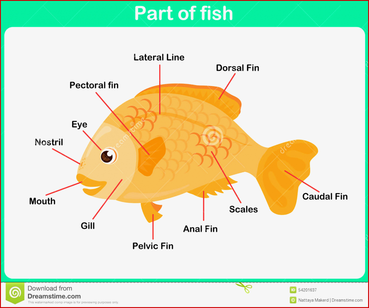 Lehnende Teile Fische Für Kinder Arbeitsblatt Vektor