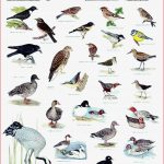 Lehrmittel Lehrtafel Vogelwelt Im Winter Poster 978 3 623
