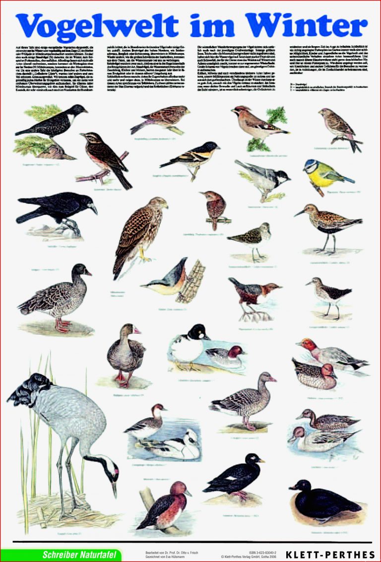 Lehrmittel Lehrtafel Vogelwelt im Winter Poster 978 3 623
