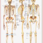 Lehrtafel Das Menschliche Skelett 70 X 100 Cm
