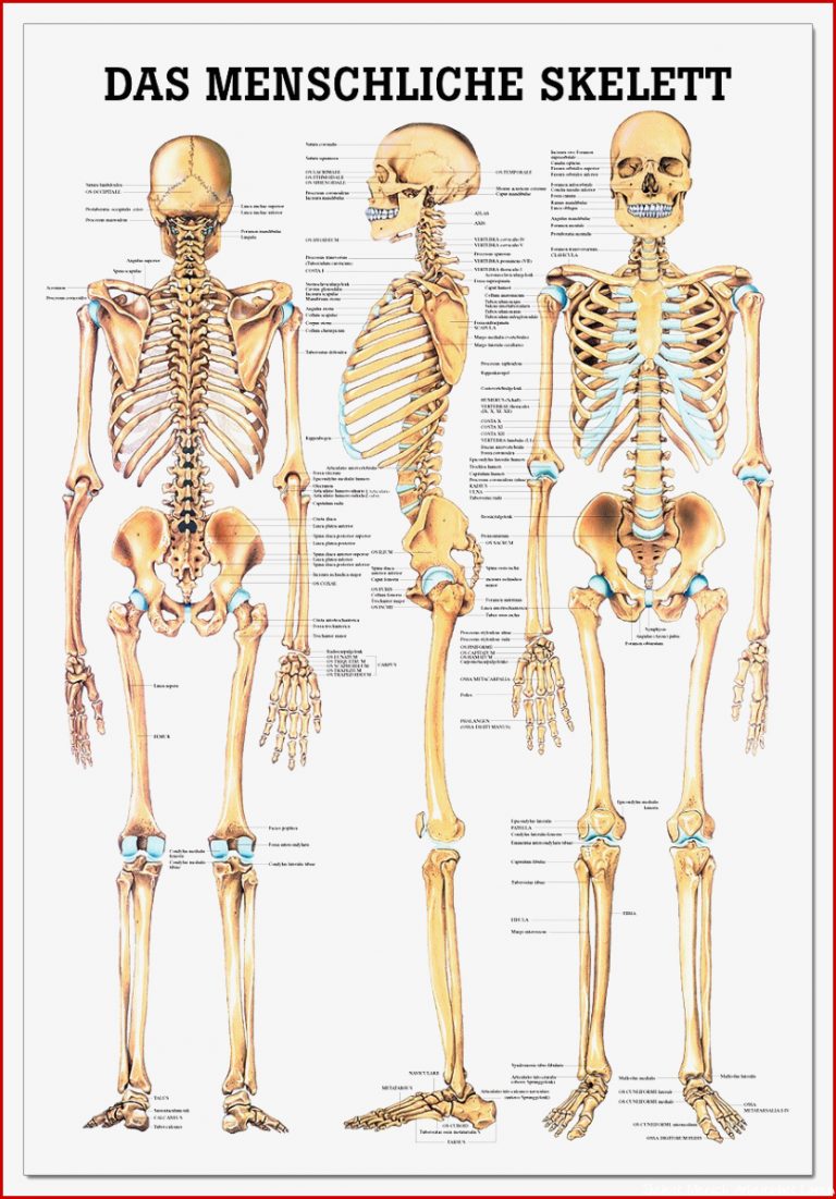 Lehrtafel Das menschliche Skelett 70 x 100 cm