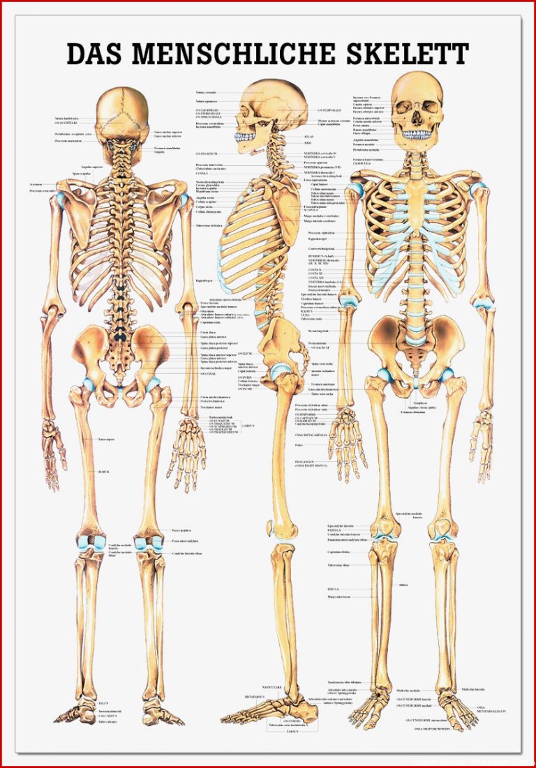 Lehrtafel Das Menschliche Skelett 70 X 100 Cm